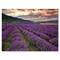 Designart - Lavender Field At Dawn I - Farmhouse Canvas Wall Art Print